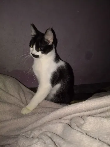 Doação de gatinha (Nico)