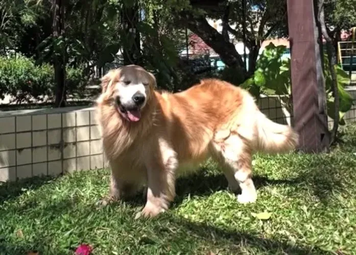 Golden padrão trip para cobertura filho de campeão 