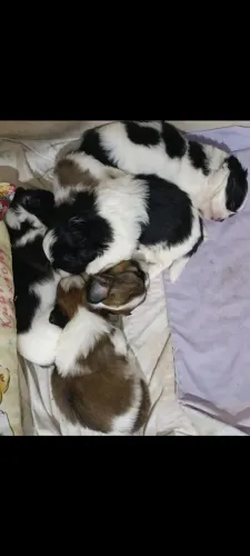 Shitzu lhasa