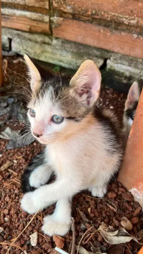 Gato macho