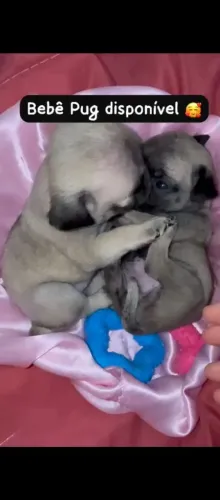 Pug
