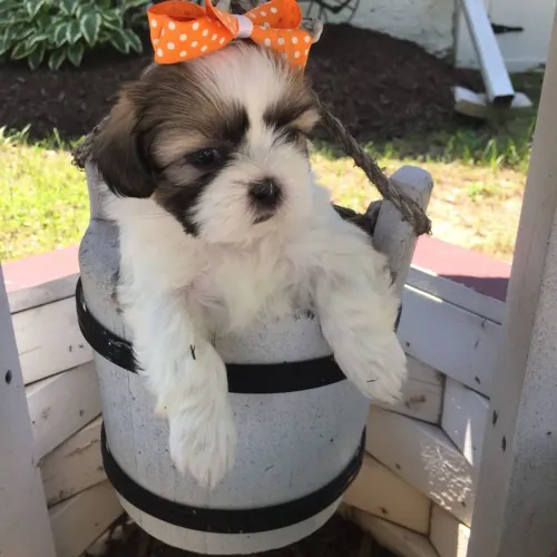 Shih Tzu micro