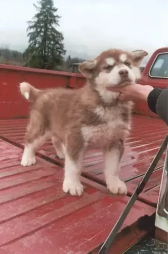 Husky Siberiano - Um Novo Amigo Pronto Para Dividir Momentos Inesquecíveis