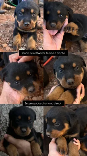 Filhotes de Rottweiler