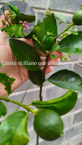 Limão siciliano adulto com 1.5