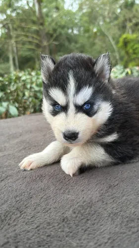 Husky Wolly