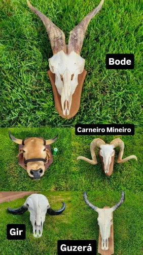 Crânio chifre Carneiro Merino, Cabeça de Boi ,Gado ,  Bode