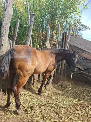 Cavalo quarto de milha castrado