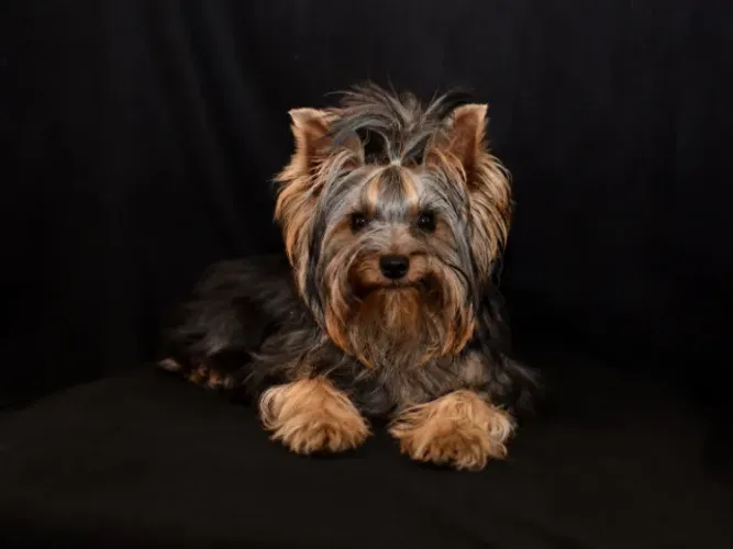 Yorkie Macho