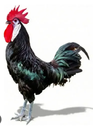 Galo cara de palhaço 