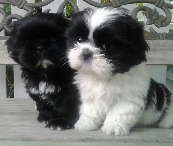 Shih Tzu O tipo de conexão que acontece sem palavras