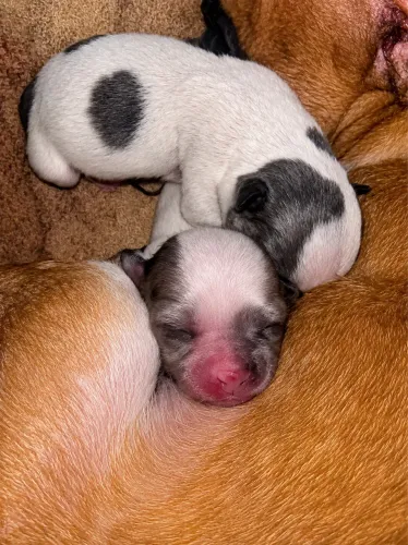 Chihuahuas Blue Merle