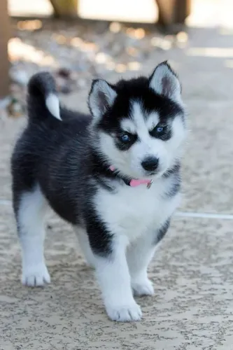 Husky Siberiano Energia que passeia com você