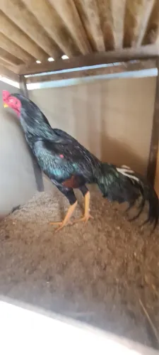 Vende-se galo índio