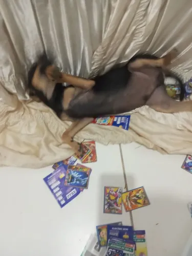 Vendo cachorro da raça pinscher