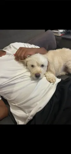 Doação cachorrinha