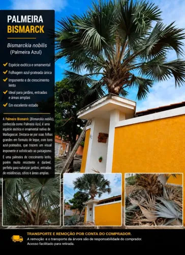 VENDE-SE PALMEIRA BISMARCK (PALMEIRA AZUL) 