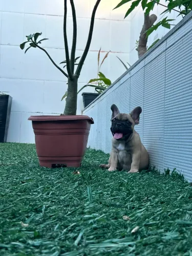 Bulldog francês filhote
