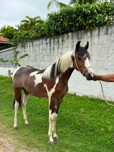 Potro Mangalarga Marchador 