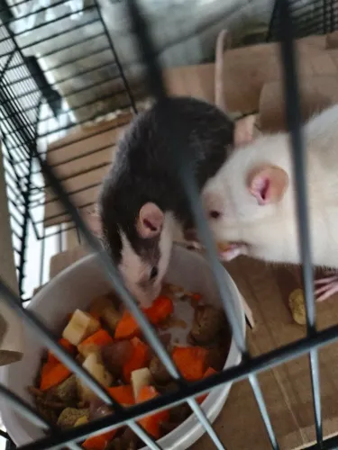 Rato twister