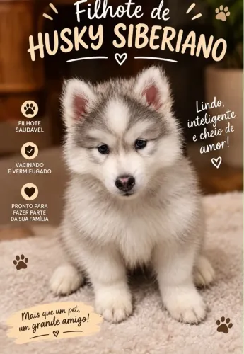 Filhote de Husky Siberiano