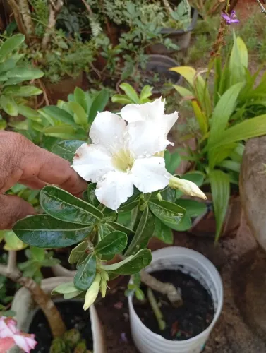 Rosa do deserto