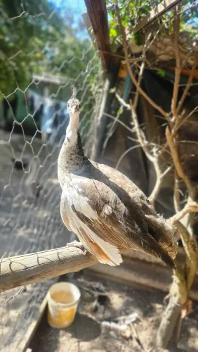 Aves ornamentais 