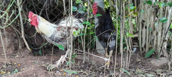 Vendo os 2 galos.