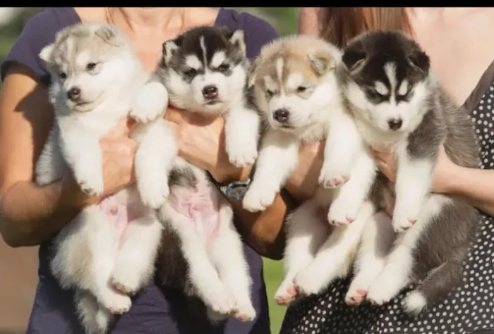 HUsky siberiano com olhos incriveis disponivel 