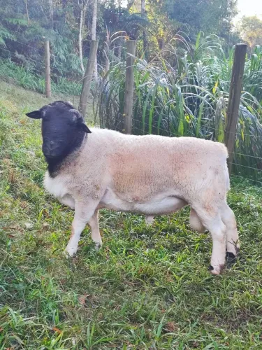 Carneiro ovelha Dorper macho puro reprodutor