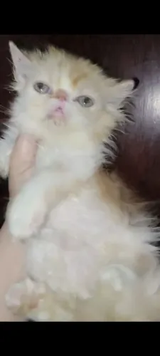 Gato Persa 