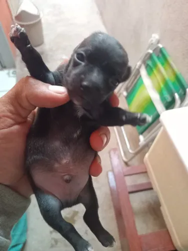 Pinscher 