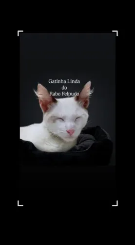Gatinha Linda do Rabo Felpudo - Adoção