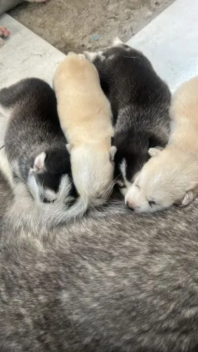 Husky siberiano