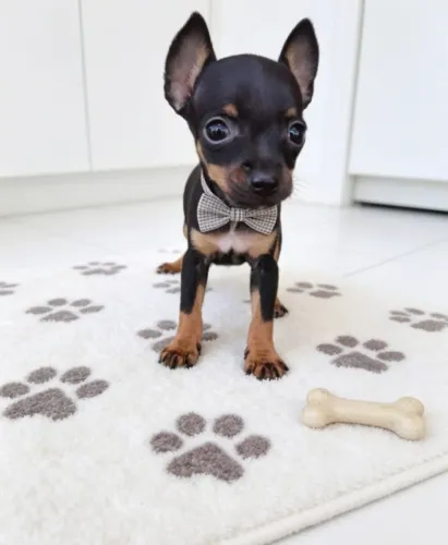 Pequenos Pinscher Muito Fofos