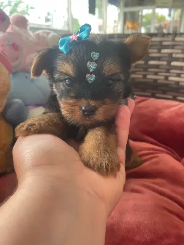 Yorkshire terrier $3.800,00