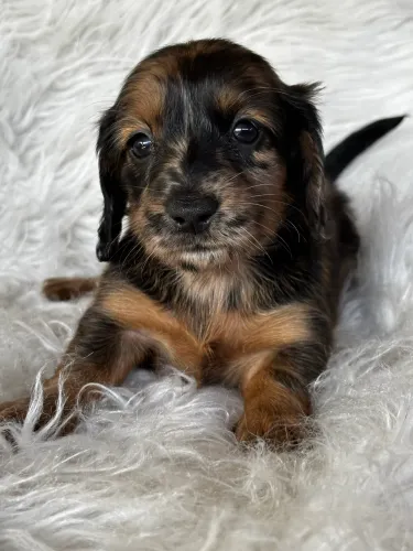Dachshund ( salsichinha)