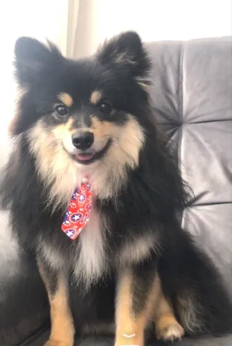 Spitz Alemão macho disponível para cruza. Saudável, dócil e bem cuidado.