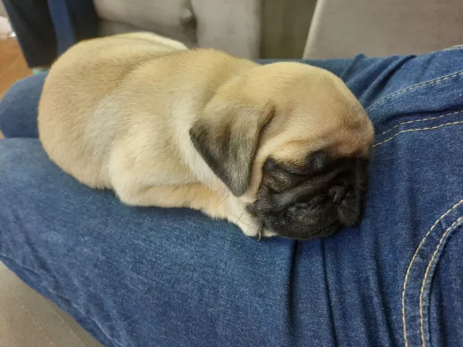 Pug fêmea e macho filhote 