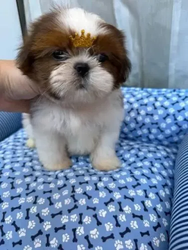 Filhote de Shih Tzu macho para adoção (ler anúncio!)