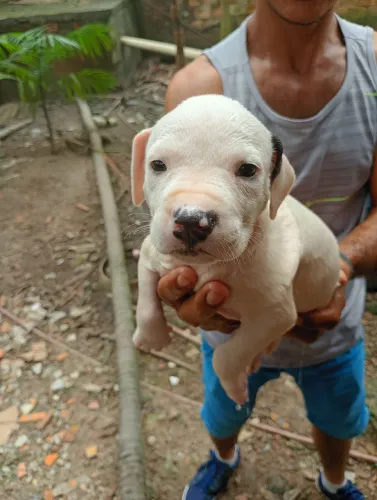 América Pit Bull terrier