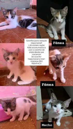 Adoção responsável 
