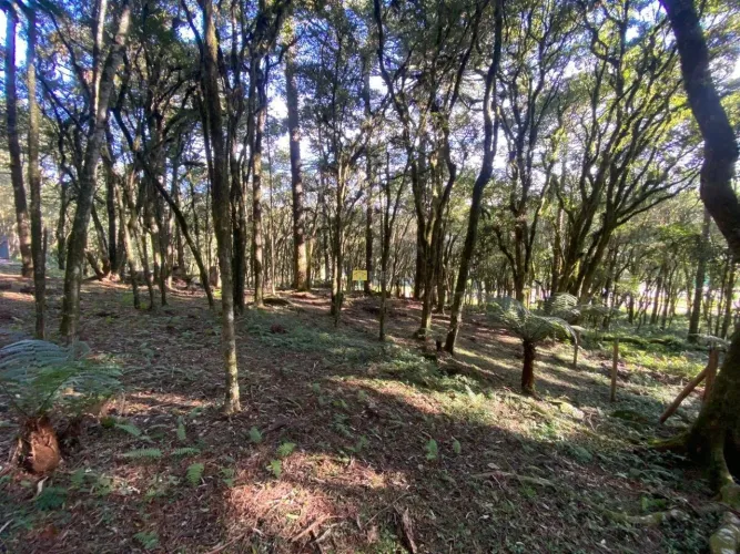 Terreno no condomínio Pinheiro Grosso em Canela!
