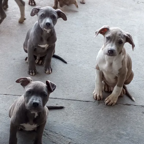 Filhotes pitmonter com pedigree