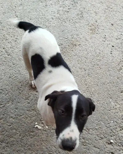 Doa se filhote fêmea com 6 meses mistura de border Collie