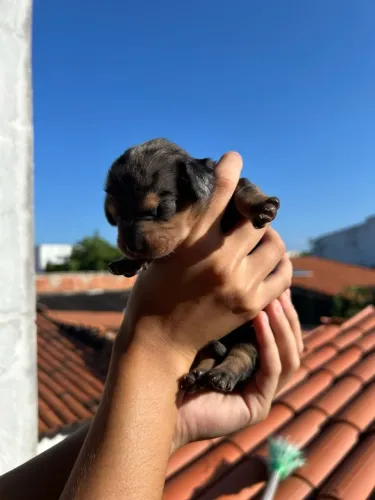 Filhotes Donchshund (salsichas)
