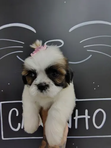 Shihtzu Fêmea branca e marrom - A mais espuleta e linda!