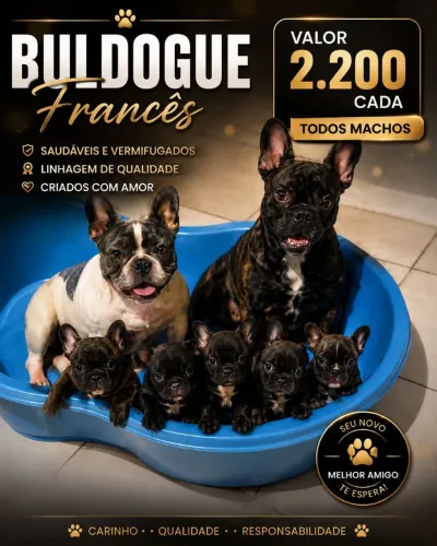 Buldogue