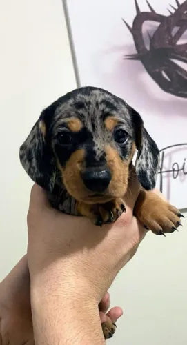 Dachshund Alerquim Femea