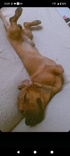 Cachorro para cruzar